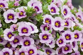 爆花机器百万小玲怎么养？做好5点，一年开花300天。图片