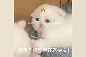 猫猫表情包｜宝贝长宝贝短宝贝委屈又不管图片