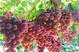 阳台种葡萄的关键2步，去年挂果1串，今年30串，果实累累美味新鲜图片