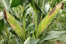 推荐一批玉米品种，购买这些玉米品种，更容易获得高产图片