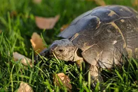 乌龟几天喂一次食物比较合适？图片
