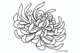 30张花卉线稿素材，收藏临摹！图片