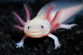 把自己玩到濒危的动物，取下大脑都能活，科学家用它研究再生之谜图片