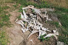 黑龙江山村遭猛兽袭击，母牛护崽遭尸首分离，村民吓的不敢出门？图片