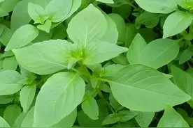 荆芥是怎样一种植物？为何河南人餐餐离不开它？荆芥的价值可不低图片