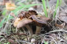 食品安全 | “五招教你分辨毒蘑菇”？这些“鉴菇大法”千万别信！图片