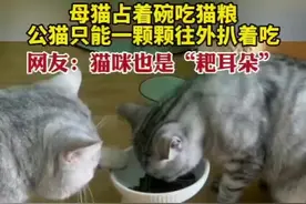 母猫占着碗吃猫粮，公猫只能一颗颗往外扒着吃，网友：猫咪也是“耙耳朵”图片