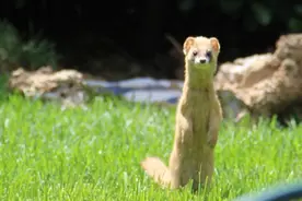 民间故事:黄皮子讨封，该怎么回答？图片