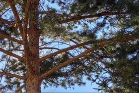 会议消息的导语怎样写比较好？图片