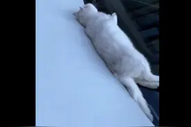 猫咪躺前车玻璃死亡车主将其掩埋 路人：曾养过猫，看到这一幕很难受图片