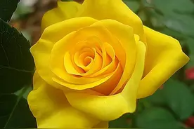 为什么不少人喜欢用花朵作为头像？图片