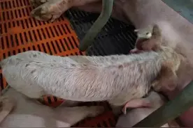 最近不少人问油皮猪的问题，养猪人应该怎么办？图片