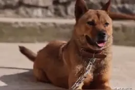 21年，小伙朝50米深的洞吹口哨，不料洞底传出狗叫，狗已被困6年图片