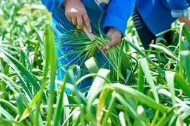 大蒜栽培:蒜薹收获后，水肥不能放松，做好这3点，蒜头“大如拳”图片