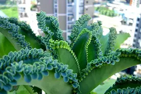 7种“命硬花”，轻易养不死，容易“泛滥成灾”图片