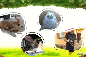 构建和谐生态▷北安市救助多只野生动物图片