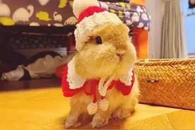 兔子成新宠：有商家年销20000只，最贵一只上万元图片