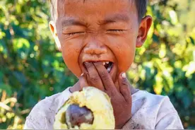 孟连牛油果有多牛，你来看看图片