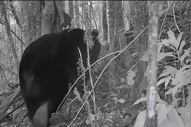 黄连山国家级自然保护区红外相机拍摄到熊出没图片