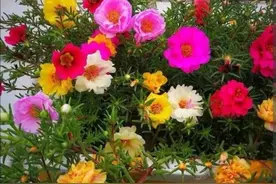 “太阳花”真的不怕晒吗，很多花友都不清楚，难怪一直“不开花”图片