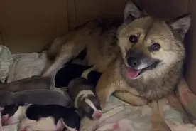 流浪狗生了一窝宝宝，网友怀疑是家里边牧的种，可看了狗爸后…图片