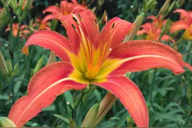 有毒！这些绿植不要随意采摘图片