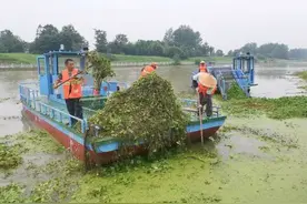 水花生：日本人留下的生物武器，曾在我国泛滥成灾，被叶甲虫解决图片
