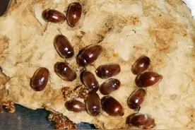 家里出现的棕色小虫子，像甲壳虫一样，它们是什么，有没有危害？图片