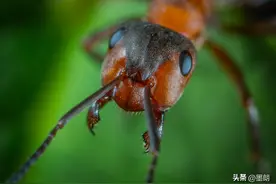 小小蚂蚁为何咬人忒疼？图片