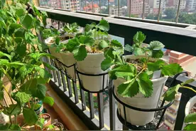 租地、买种、改造阳台，为何越来越多城市人开始自己种菜了？图片