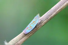 观赏昆虫野外识别图诀：昆虫观赏场所口诀图片