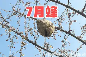 俗语“七月蜂八月蛇，九月黄鳝惹不得”，值得一看图片
