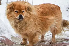 16年辽宁大爷患癌去世，忠犬大黄拒绝被收养，在原地等候主人５年图片