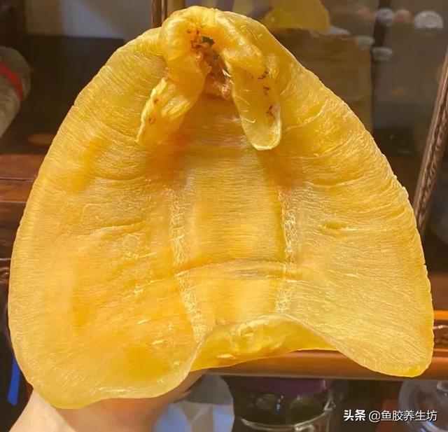 黑鳘鱼胶图片 2026年黑鳘鱼胶是什么品种 黑鳘鱼胶图片 2026年黑鳘鱼胶是什么品种