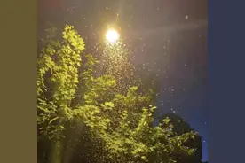 上海白蚁“大军”来袭！危害有多大？能让房屋倒塌，江河堤坝垮塌图片