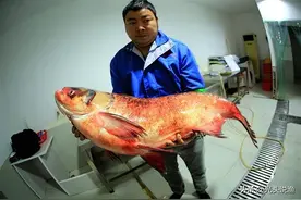 百斤大鱼频出，蓄水49年的丹江口水库，最大的鱼有多大？图片