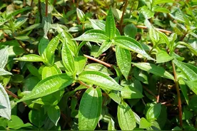 曾是喂猪的“猪草”，如今叫“糯米菜”，殊不知根的价值更珍贵图片