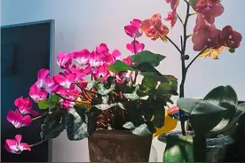 你家的花颜色越开越淡？随手加点它，花像打了鸡血图片