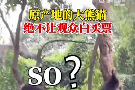 绝不让观众白买票！四川成都一大熊猫爬树摔跤，网友调侃：熊猫摔成了熊垫子图片