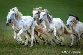 自驾内蒙古锡林郭勒大草原，邂逅99号公路，这份实用路书请收藏图片