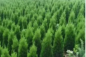 俗话说“五树进阳宅，人穷家也败”，特指哪五种树呢？有道理吗？图片