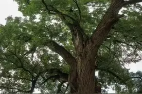 宜川方言您能听懂几句图片