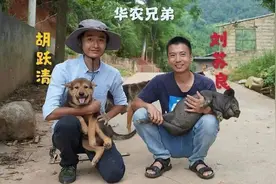 禁野2年后，华农兄弟再登热搜，不卖竹鼠，改卖脐橙，还是那么强图片