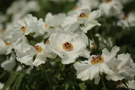 好看还能吃！六合能榨油的牡丹花开了图片