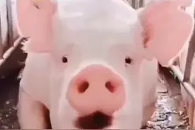 诗朗诵《一头猪的临终遗言》图片