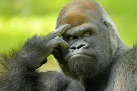 青年猩猩三抢猩王的爱妃做媳妇：猩王三胜之后居然放行|故事图片