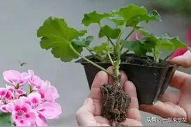 别再花钱买这几种花，剪根枝条插土里，15天长出大白根图片