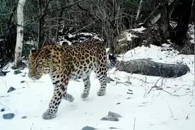 陕西周至发现金钱豹，夜间在林区觅食，不怕遇野猪，就怕遇羚牛图片