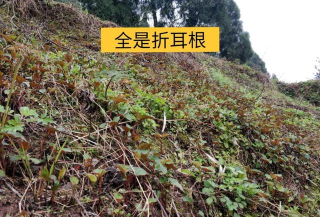 9种常见野菜的好处与吃法，作用一个比一个大，味道一个比一个鲜