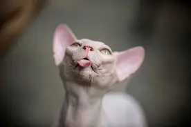 半个月大的无毛猫到家，一年后长成了九只猫中的小霸王图片